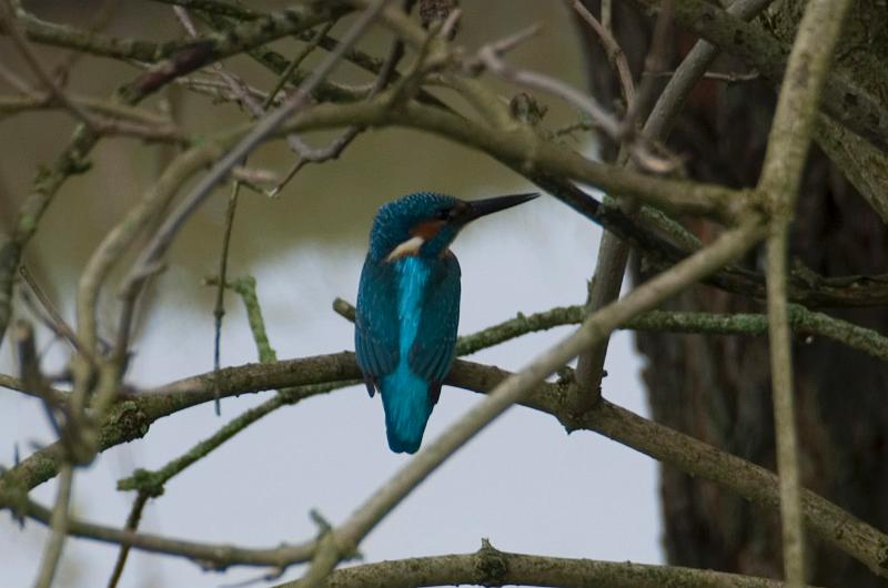 DSC_0018_NEF_Cropped.jpg - Ik moet toegeven dat, had mijn vrouw Eveline deze ijsvogel niet zien zitten in een knotwilg aan een sloot langs de Zalkerdijk, ik dit vogeltje waarschijnlijk had gemist. Hij liet zich rustig door ons bekijken en door mij fotograferen. Er zijn natuurlijk heel veel, veel mooiere foto's van ijsvogels, maar ik vind het toch bijzonder er zelf eentje 'geschoten' te hebben!