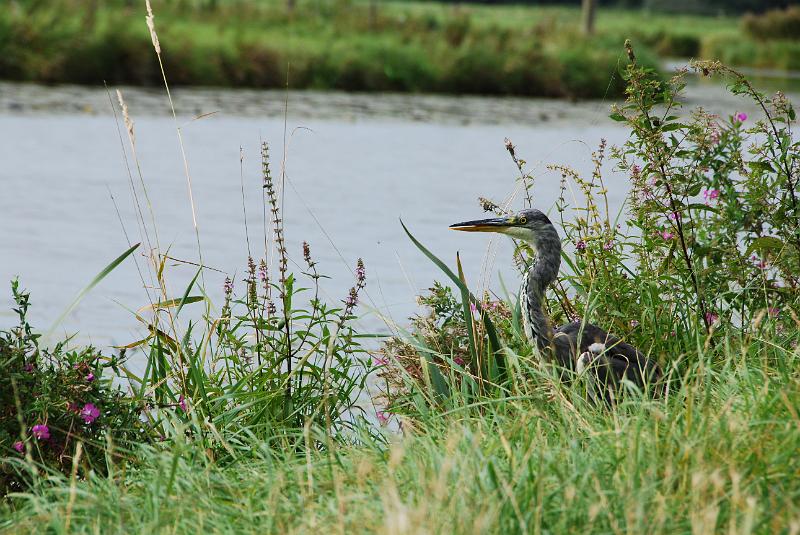 DSC_0123.JPG